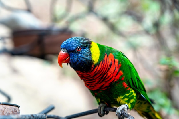 Lorikeet de coco o retrato de loro lorikeet greennaped