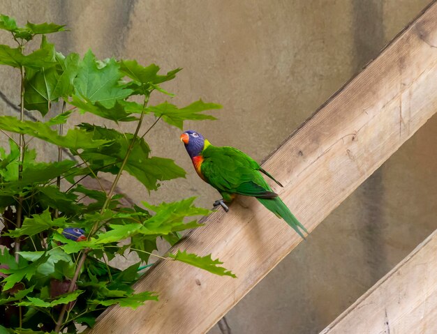 Lorikeet de coco