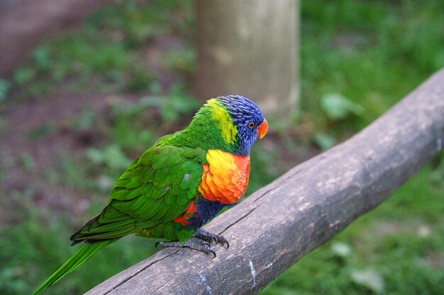 Lorikeet também chamado de Lori para abreviar são pássaros parecidos com papagaios em plumagem colorida