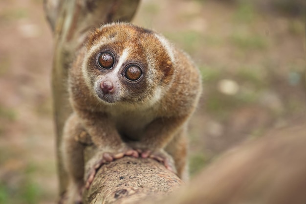 Foto loris perezosos con hermosos ojos