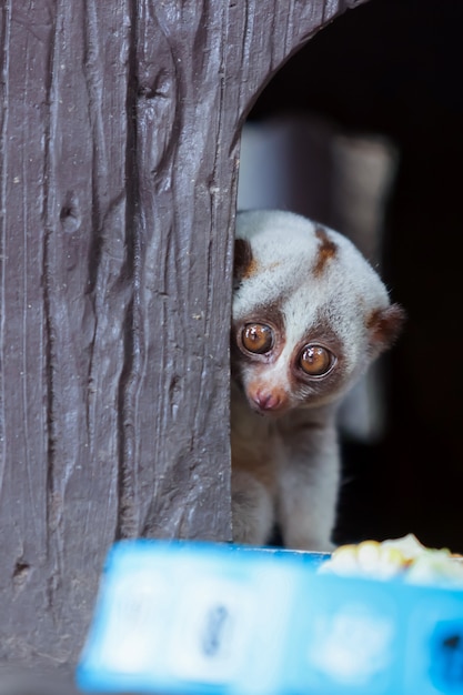 Loris sitzt in einem Baum und starrt.