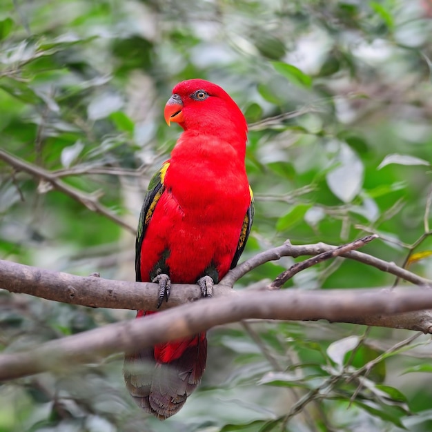 Lorito rojo