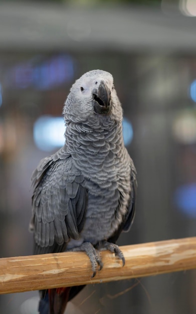 Un loro africano gris posado en un tronco