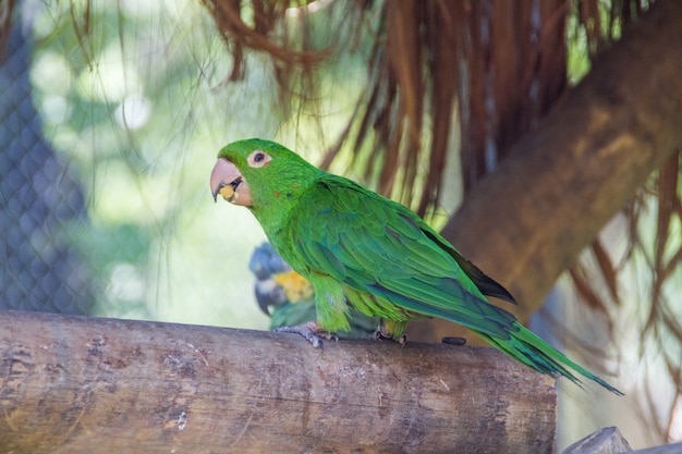 Loro al aire libre en un parque en Río de Janeiro, Brasil.