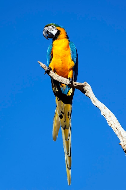 loro amarillo en el cielo azul