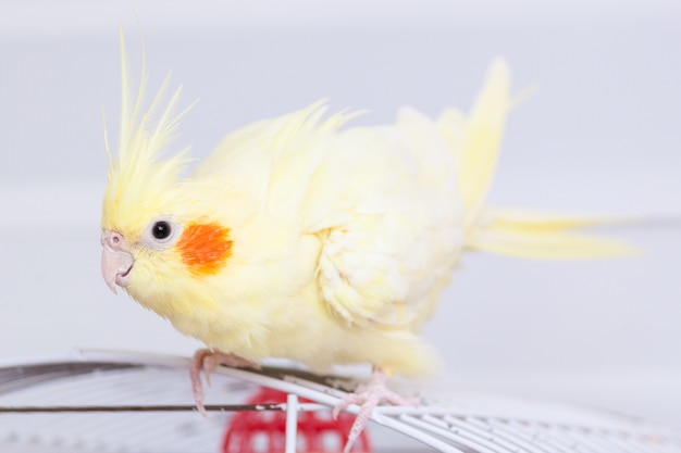 Loro amarillo cockatiel de la ninfa en pájaro de la jaula en casa.