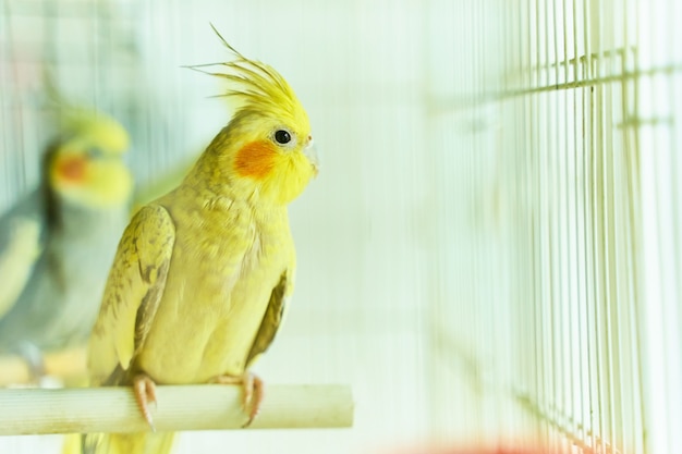 Loro amarillo Corella