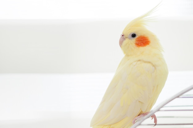 Loro amarillo ninfa cockatiel en jaula de pájaros