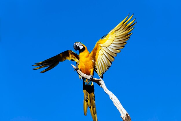 Loro amarillo en una rama