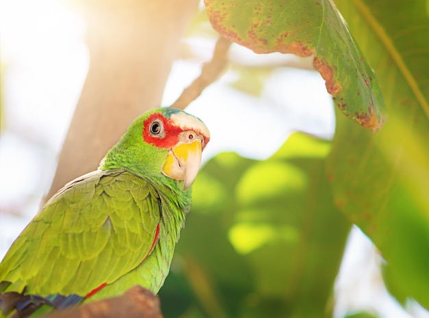 Loro Amazona cabecirroja mexicana