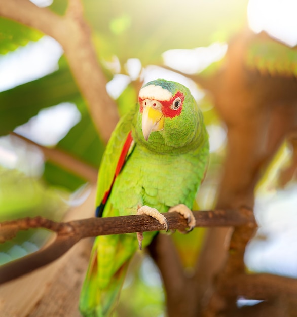 Loro Amazona Mexicana De Cabeza Roja