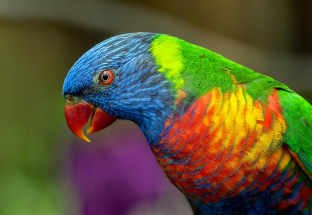 Foto un loro arcoiris con un fondo morado.