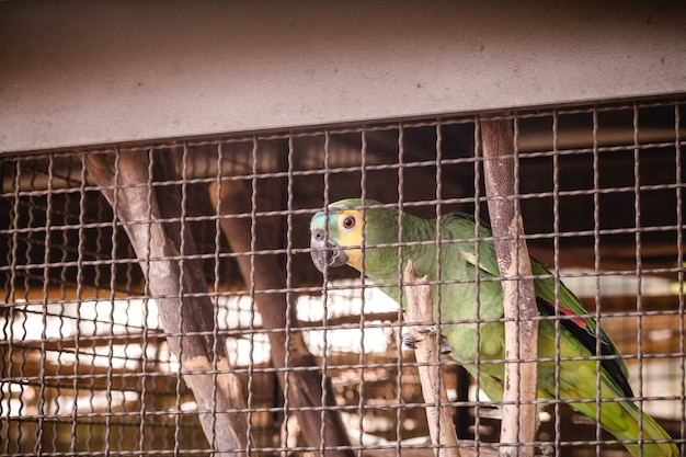 Loro, aves de la familia de los loros. Ave brasileña mantenida en cautiverio por ser de origen ilegal