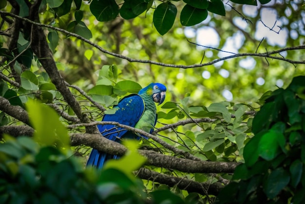 Un loro azul y verde se sienta en una rama de un árbol