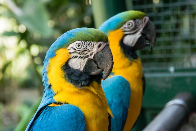 Loro azul