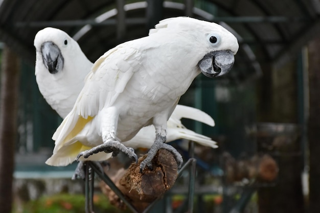 Un loro blanco con un pico negro y un pico amarillo está sentado en una rama.