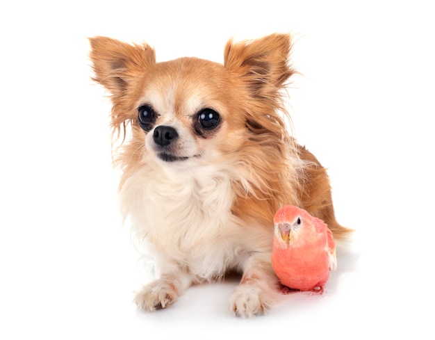 Loro Bourke y chihuahua delante de un blanco aislado