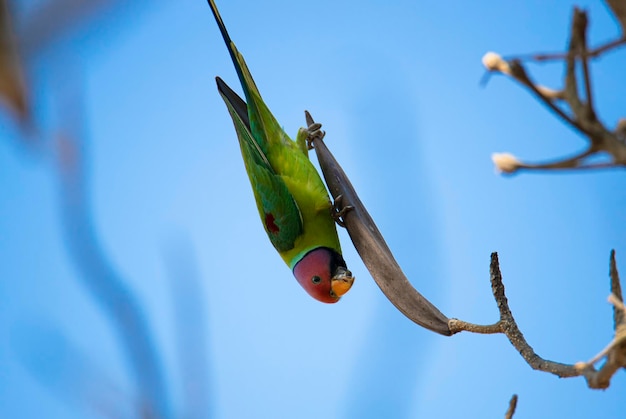 Loro de cabeza de ciruela posado en la rama de un árbol