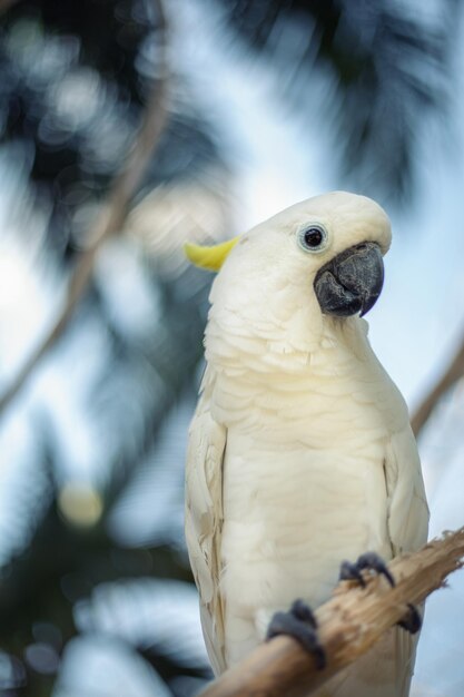 Loro cacatúa blanca en estado salvaje