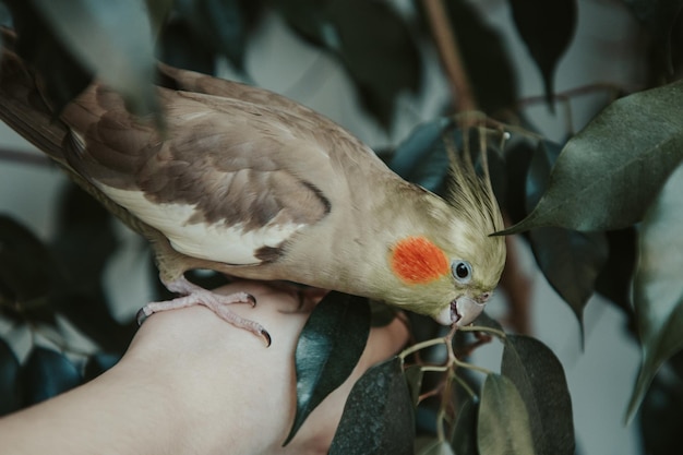 Loro cacatúa se sienta en la mano