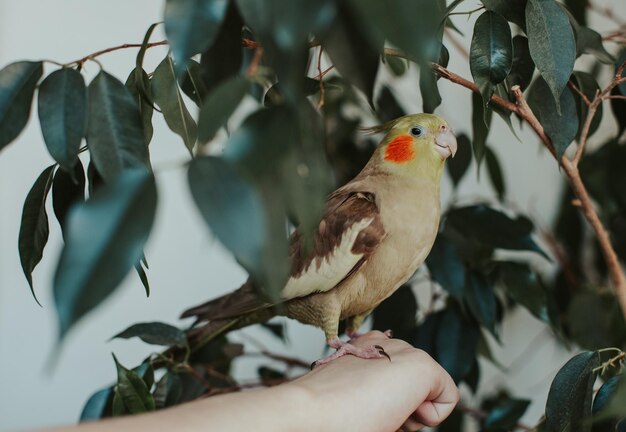 Loro cacatúa se sienta en la mano