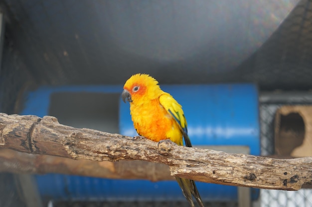 Loro colorido enjaulado en una jaula