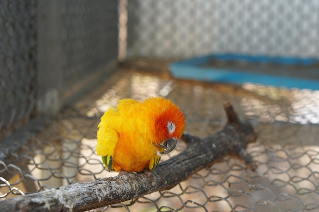 Loro colorido enjaulado en una jaula