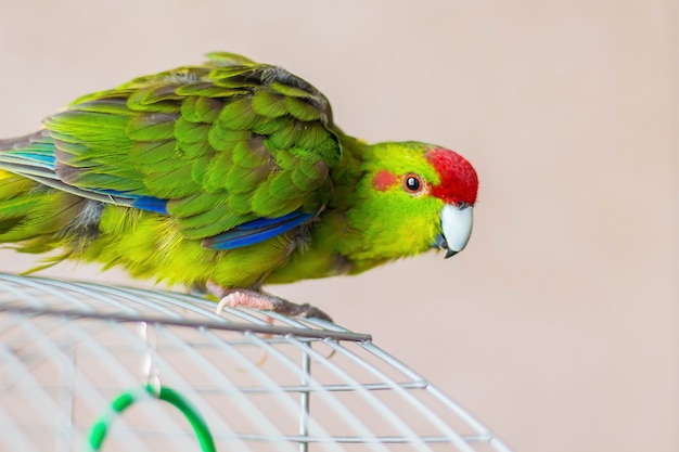 Loro colorido está sentado en una jaula y quiere encontrar comida