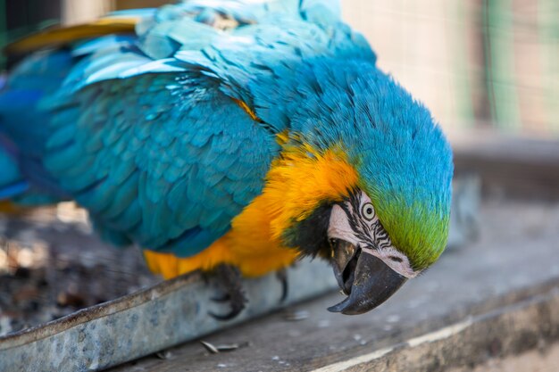 Loro colorido en una jaula en un zoológico.