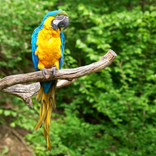 loro colorido en una rama