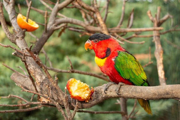 Un loro colorido se sienta en una rama con un fondo verde y un fondo verde.