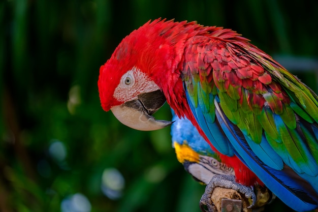 El loro colorido.