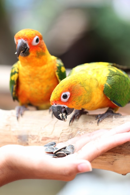 Foto el loro está comiendo alimentos.