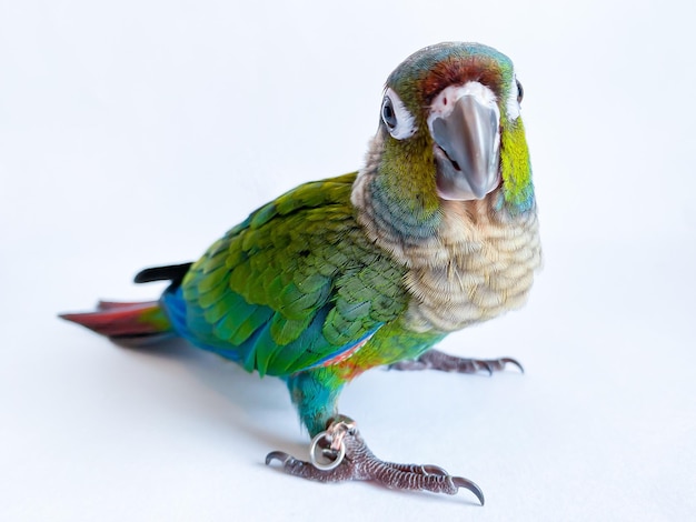 Loro conure de vientre carmesí en el fondo blanco