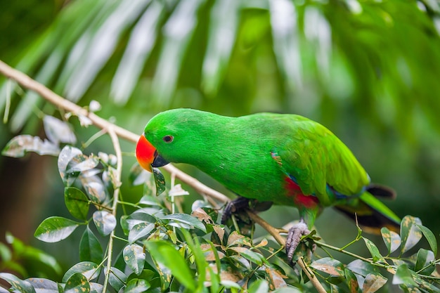 Loro eclectus verde sentado en la rama