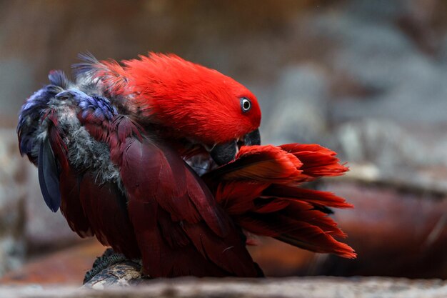 Loro eclectus