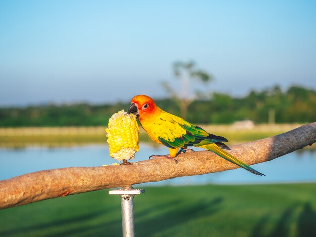 Loro es linda mascota exótica