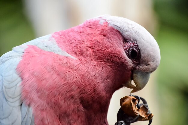 Foto el loro es un pájaro tropical