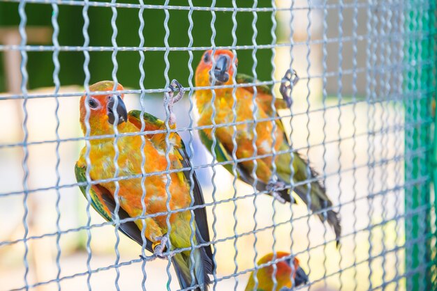 El loro estaba atrapado en la jaula