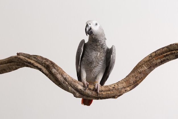 Loro gris africano posado en la madera contra un fondo blanco