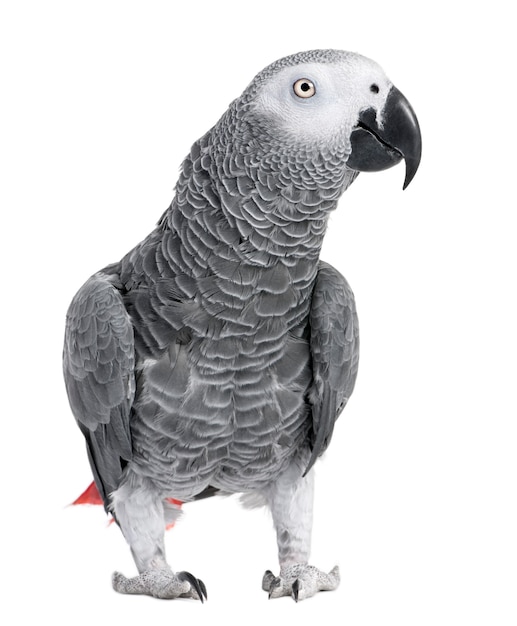 Loro gris africano - Psittacus erithacus en blanco aislado