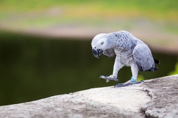 Loro gris africano