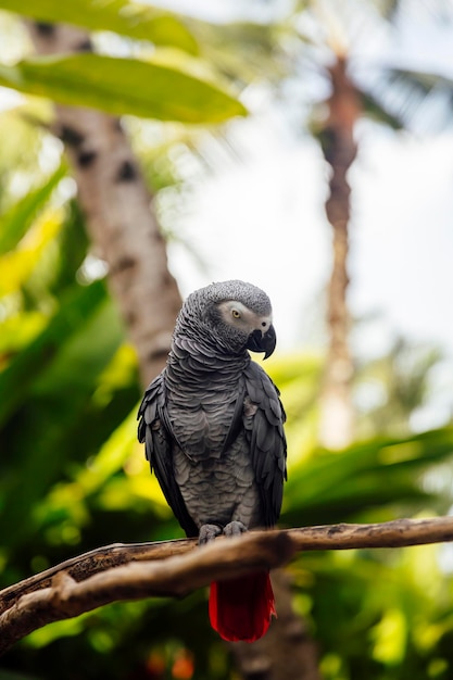 Loro gris en el bosque