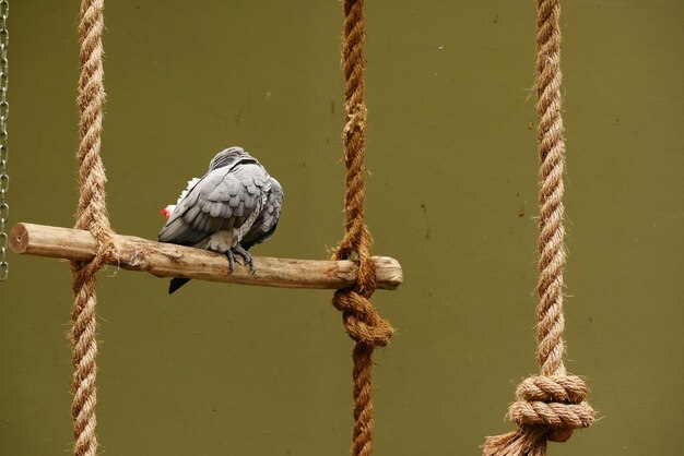 Loro gris contra el fondo verde