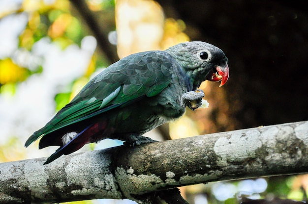 Loro Gris Verde