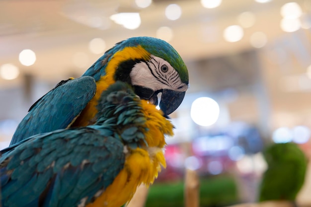 Loro guacamayo animal en un tronco Foto de stock