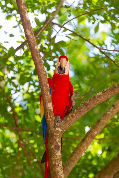 Loro guacamayo ara en la naturaleza fuera de la foto de loro guacamayo ara en el zoológico ave loro guacamayo ara