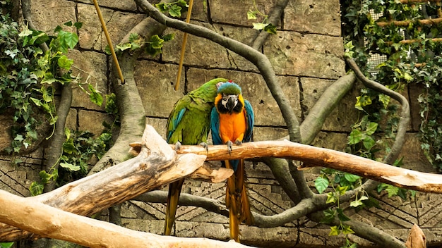 Loro guacamayo azul y amarillo en la rama de un árbol. Fondo de la selva. Aves en el zoológico.