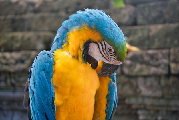 Un loro guacamayo azul y amarillo en el zoológico tailandés