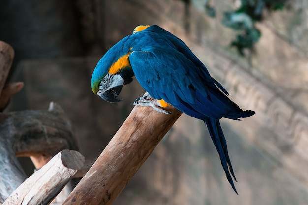 Loro guacamayo azul y amarillo